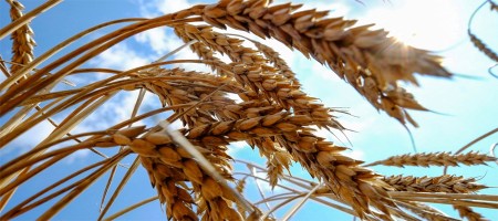 Funds optimistic as wheat fundamentals position