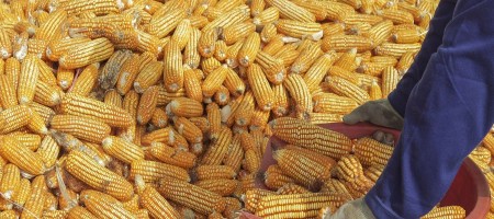 Corn prices fall on USDA grain stocks report