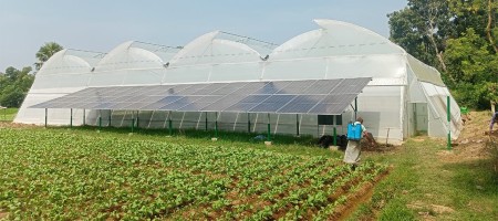 Young entrepreneur pioneers greenhouse farming in Comilla