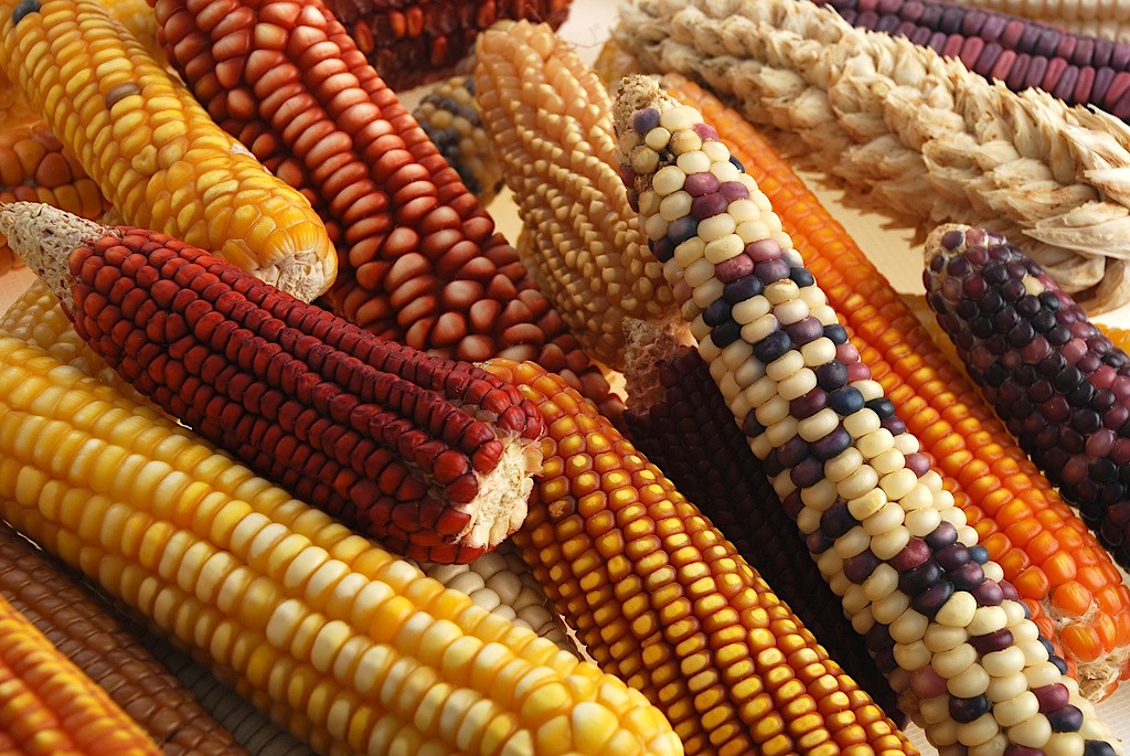 United States says Mexico's plan to ban GMO corn imports does not apply to animal consumption