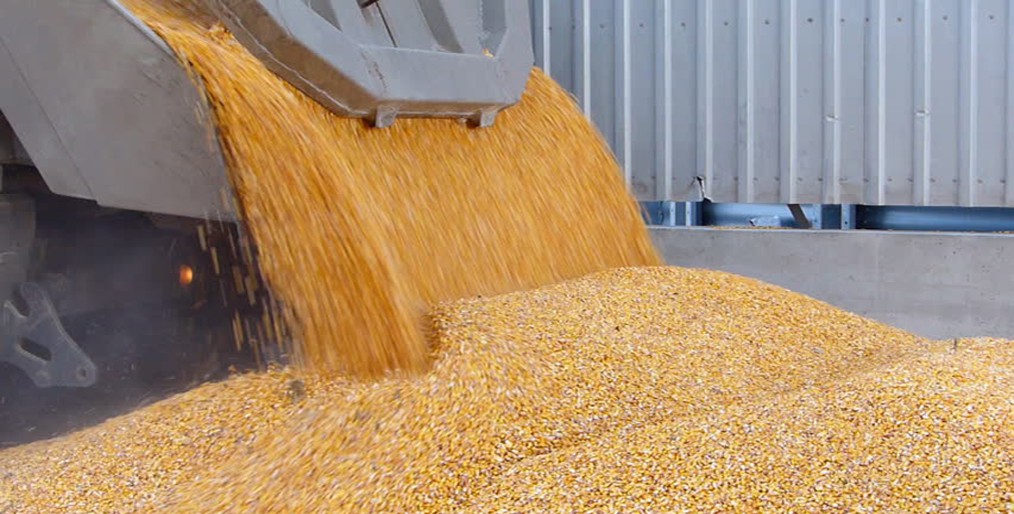 Corn faces biggest loss in 5 years