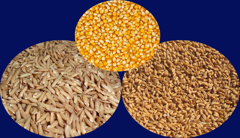Grain and Feed Annual 2019 of Bangladesh