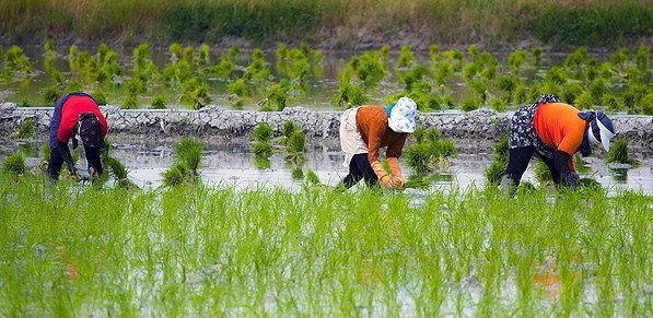 Prohibit rice cultivation in most provinces of Iran or face consequences