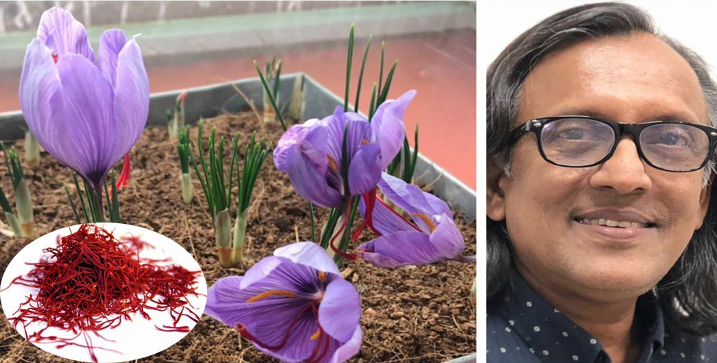 Sher-e-Bangla Agricultural University Professor Jamal Uddin is leading the country in red gold saffron cultivation