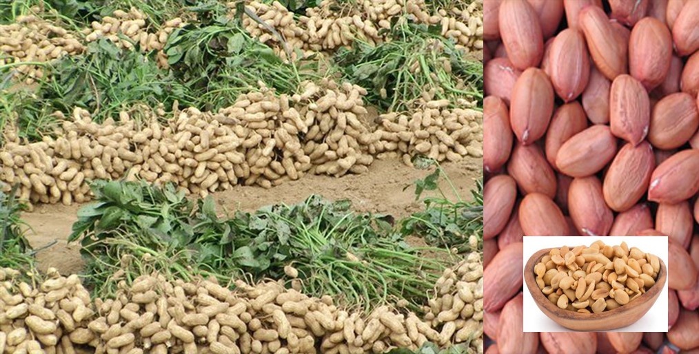 Possibility of bumper yield of peanuts /groundnet in Rangpur