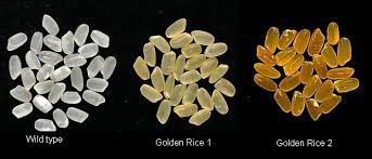 Philippines has become the first country to approve the commercial production of genetically modified Golden Rice