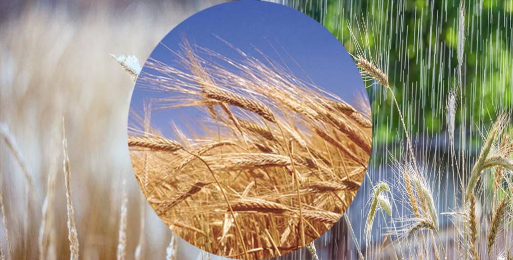 Recent rain & snowfall are a blessing for Nebraska wheat