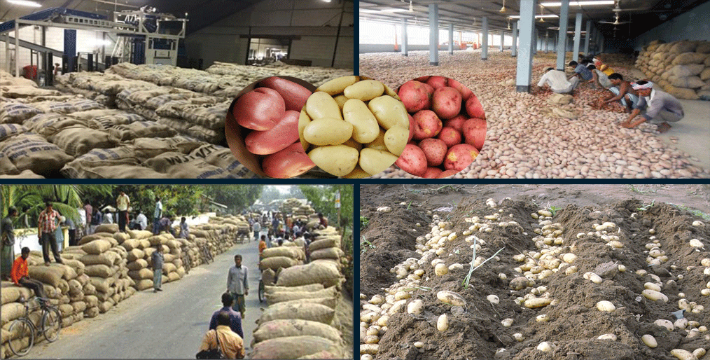 Potato market is suddenly upward