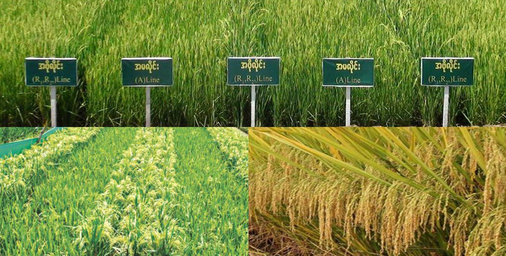 Hybrid Rice Seeds Scenario in Developing Countries
