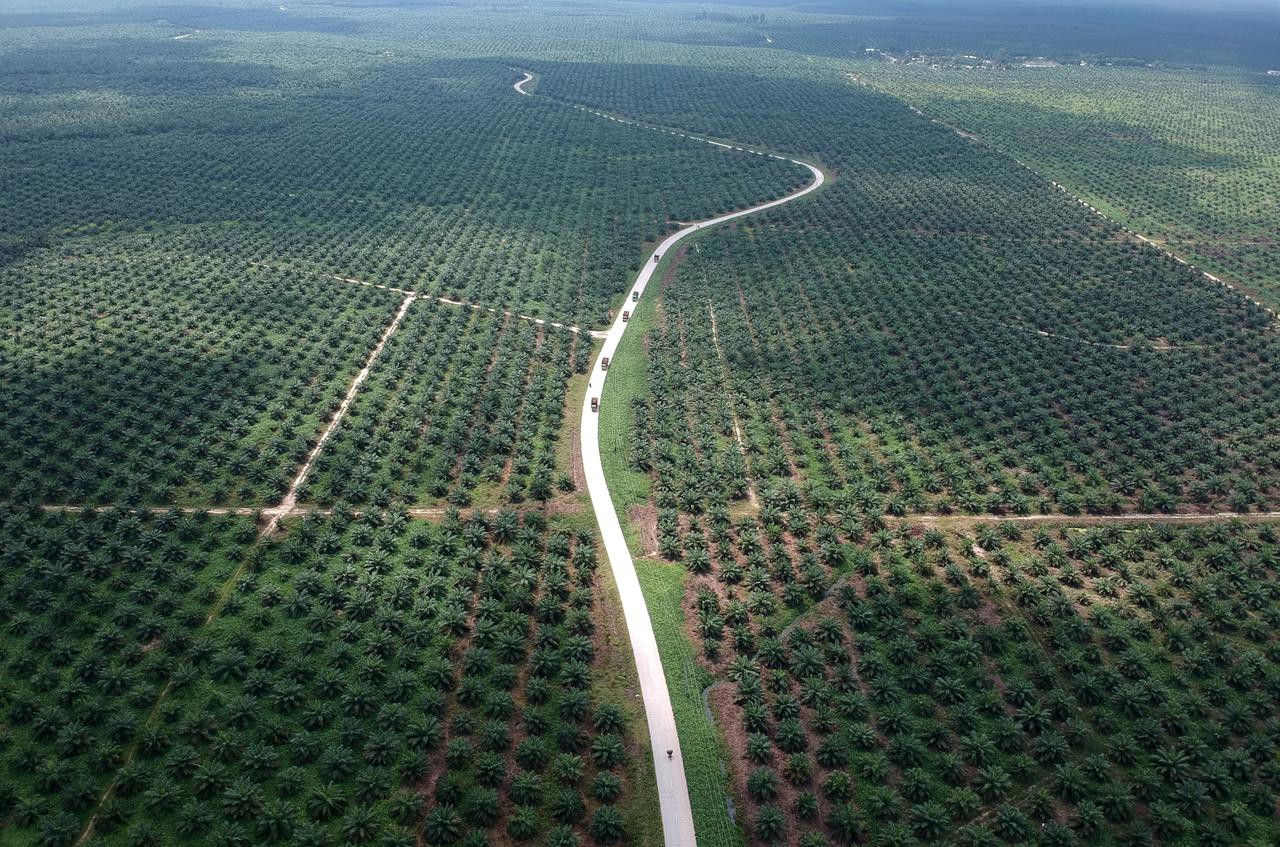 Could expanding ISPO certification be a global solution to Indonesia's palm oil dilemma?