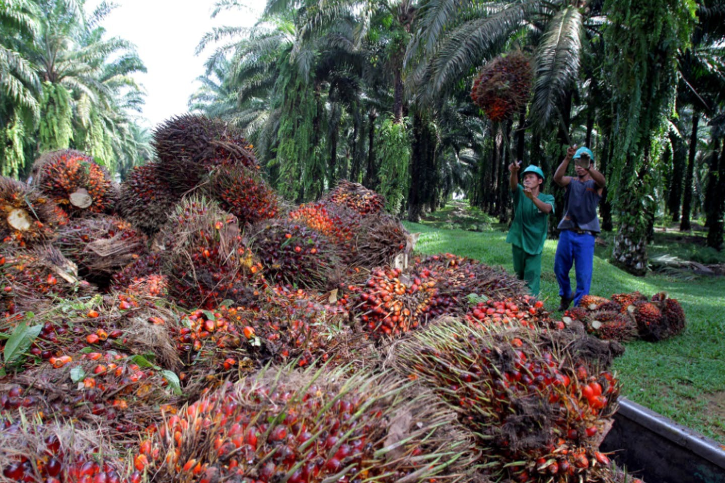 Malaysia's palm oil stocks hit a five-month low in late December as production fell