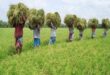 Agriculture and food systems in South Asia show resilience: Global Report