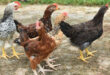 Researchers in Bangladesh are developing a new breed of chicken, see its features