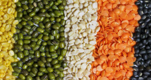 Imports are gradually increasing in Bangladesh due to low production of lentils