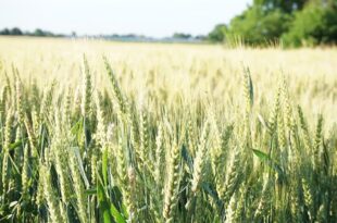 Bangladesh Wheat and Maize Research Institute has succeeded in developing improved varieties of blast resistant wheat