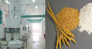 Modern method of production of flour from wheat in the flour milling industry