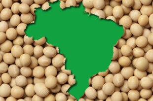 Brazil set a record for soybean exports in 2021