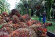 Malaysia’s palm oil stocks hit a five-month low in late December as production fell