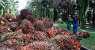 Malaysia's palm oil stocks hit a five-month low in late December as production fell