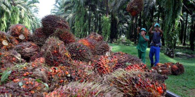 Malaysia's palm oil stocks hit a five-month low in late December as production fell
