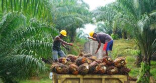 Palm oil prices will remain high because fertilizer costs limit production, CPOPC says