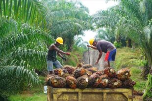 Palm oil prices will remain high because fertilizer costs limit production, CPOPC says